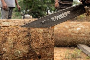 Importatori olandesi coinvolti in indagini su legno sospetto di provenienza Amazon.