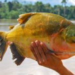 Pesca in crisi: il Brasile dichiara il tambaqui specie minacciata e cerca soluzioni.