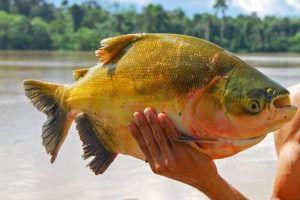 Pesca in crisi: il Brasile dichiara il tambaqui specie minacciata e cerca soluzioni.
