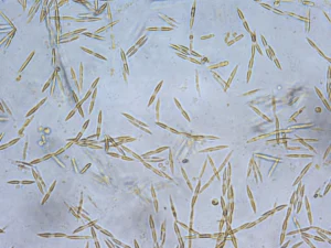 Scoperto un antico meccanismo che regola il sesso nelle microalghe marine