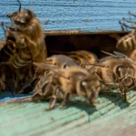 Api, biodiversità e cantieri: la sostenibilità passa anche dalla tutela degli impollinatori