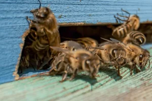 Api, biodiversità e cantieri: la sostenibilità passa anche dalla tutela degli impollinatori