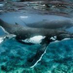 Australia intensifica i test sismici: esperti avvertono sugli impatti devastanti sulla vita marina.