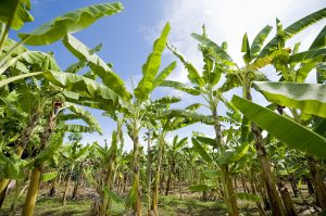 Filippine: severi controlli migliorano la sicurezza alimentare e aumentano la consapevolezza.