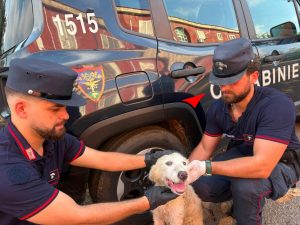 Cucciolo abbandonato tra i rifiuti a Giugliano: il triste video ripreso dalle telecamere.