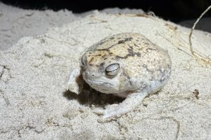 Rane del deserto a rischio estinzione in Africa meridionale: un allerta urgente.