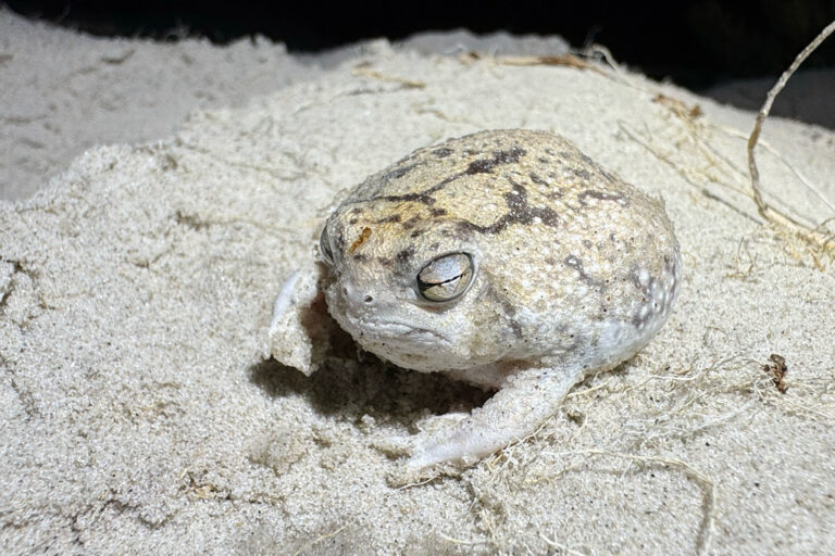 Rane del deserto a rischio estinzione in Africa meridionale: un allerta urgente.