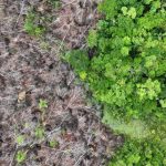 Regole sulla deforestazione nel Regno Unito: avances dopo un lungo ritardo.