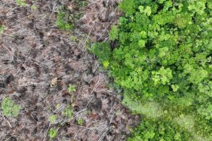 Regole sulla deforestazione nel Regno Unito: avances dopo un lungo ritardo.