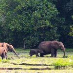 La gestione del logging selettivo può aumentare la capacità di stoccaggio di carbonio nel Bacino del Congo.