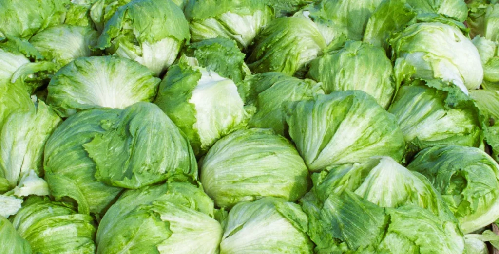 Taylor Farms ritira lattuga iceberg dal mercato USA a causa di un’epidemia di ciclospora.