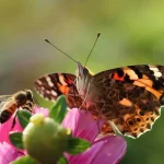 Insetti impollinatori: perché sono fondamentali per l’ambiente
