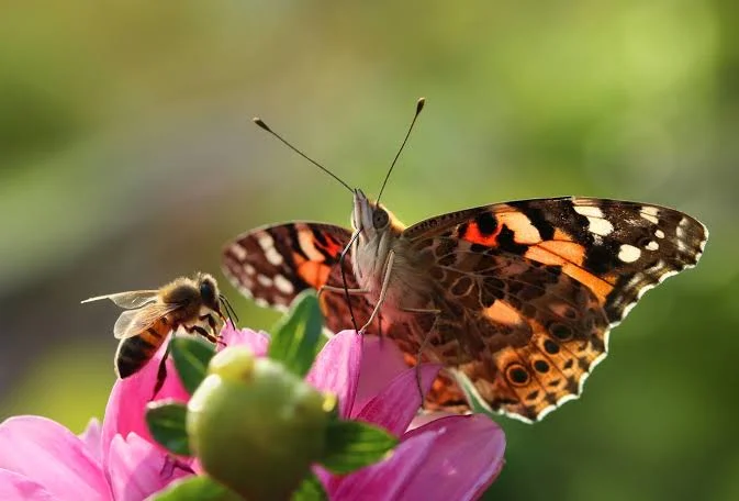 Insetti impollinatori: perché sono fondamentali per l’ambiente