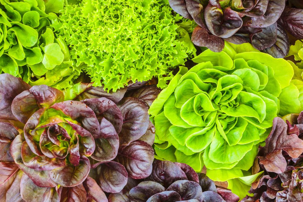 Allerta Cyclospora: 7.000 casi negli USA legati a lattuga e insalate. Prestate attenzione!