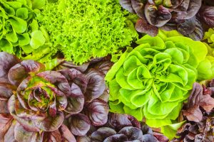 Allerta Cyclospora: 7.000 casi negli USA legati a lattuga e insalate. Prestate attenzione!