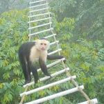 Efficacia dei ponti canopy: un’analisi della loro funzionalità e impatto ambientale.