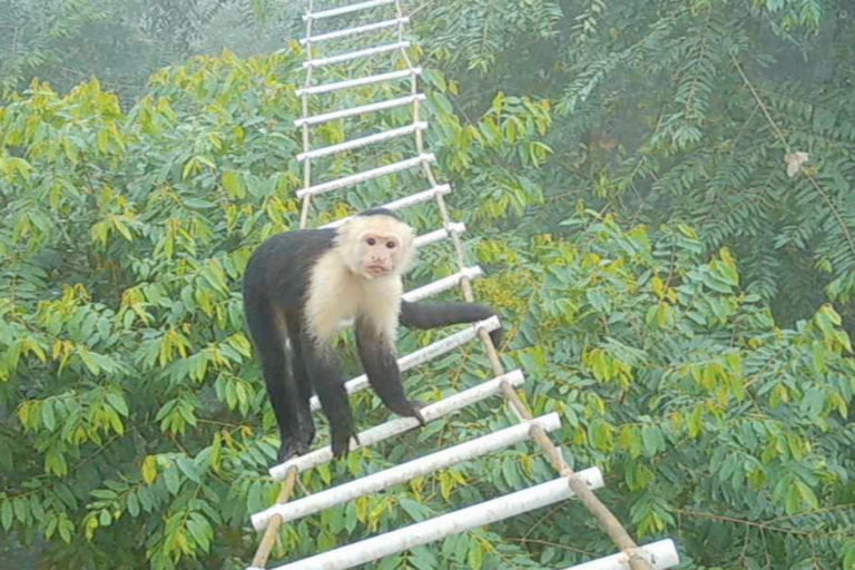 Efficacia dei ponti canopy: un’analisi della loro funzionalità e impatto ambientale.