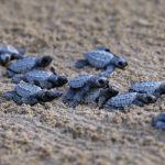 Comunità nelle Filippine sostiene la schiusa delle tartarughe marine per preservare la biodiversità.
