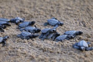 Comunità nelle Filippine sostiene la schiusa delle tartarughe marine per preservare la biodiversità.