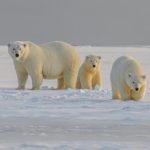 Bear-dar: il sistema che avvisa le comunità artiche sulla presenza di orsi polari