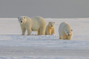 Bear-dar: il sistema che avvisa le comunità artiche sulla presenza di orsi polari
