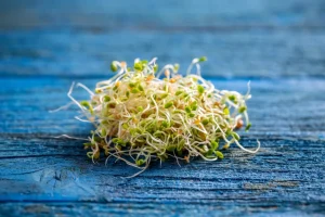 Richiamo di semi bio per germogli E. coli STEC e noccioli di albicocca.