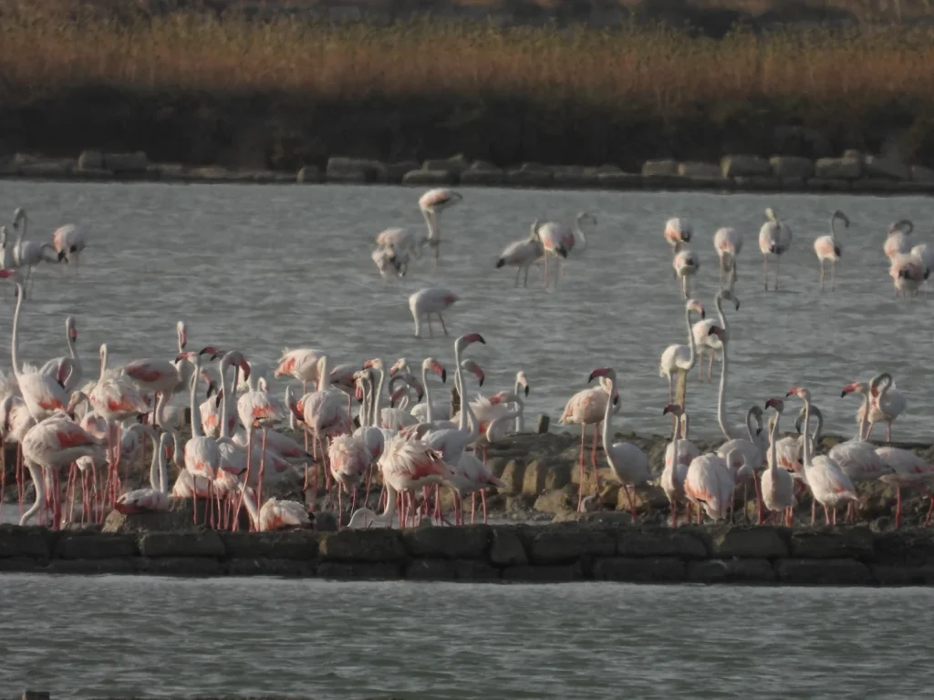 Saline di Trapani e Paceco, nasce la prima colonia di fenicotteri rosa: evento storico per la biodiversità siciliana