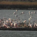 Saline di Trapani e Paceco, nasce la prima colonia di fenicotteri rosa: evento storico per la biodiversità siciliana