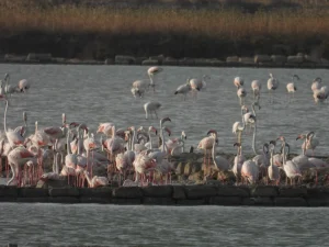 Saline di Trapani e Paceco, nasce la prima colonia di fenicotteri rosa: evento storico per la biodiversità siciliana