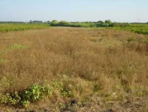 Terreni incolti e incendi, nasce un nuovo strumento per prevenire i roghi in Sicilia