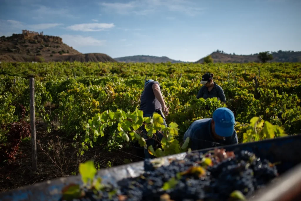 Vendemmia 2026 in Sicilia: un’avventura vinicola di cento giorni da non perdere!