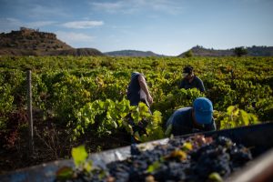 Vendemmia 2026 in Sicilia: un’avventura vinicola di cento giorni da non perdere!