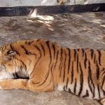 Il Bangladesh si prepara al primo rilascio di tigri salvate dalle trappole dei bracconieri.