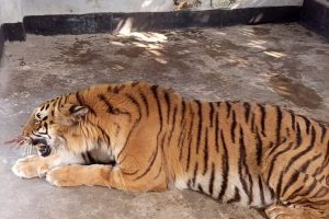 Il Bangladesh si prepara al primo rilascio di tigri salvate dalle trappole dei bracconieri.