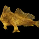 Photo Ark: Joel Sartore fotografa 18.000 specie, celebra 20 anni (2021)