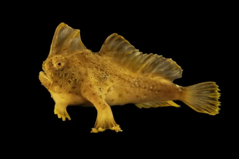 Photo Ark: Joel Sartore fotografa 18.000 specie, celebra 20 anni (2021)