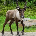 Richiesta di ordine di emergenza delle Prime Nazioni per proteggere le renne delle montagne meridionali del Canada.