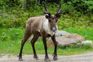 Richiesta di ordine di emergenza delle Prime Nazioni per proteggere le renne delle montagne meridionali del Canada.