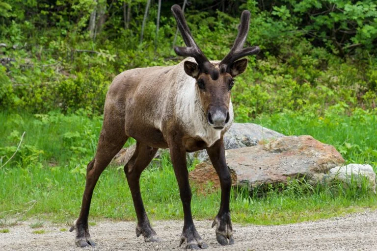 Richiesta di ordine di emergenza delle Prime Nazioni per proteggere le renne delle montagne meridionali del Canada.