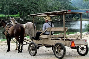 I documenti terreni rivelano il nuovo impatto dei Mennoniti sulle foreste del Belize.