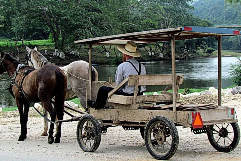 I documenti terreni rivelano il nuovo impatto dei Mennoniti sulle foreste del Belize.