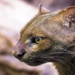 Jaguarundi: il felino raro guadagna una posizione nella lista delle specie in pericolo.