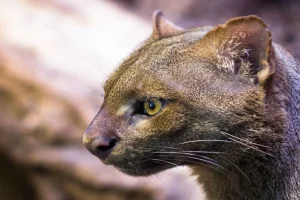 Jaguarundi: il felino raro guadagna una posizione nella lista delle specie in pericolo.