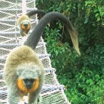 Ponti verdi Amazonici: 15.000 attraversamenti per la fauna senza incidenti stradali.