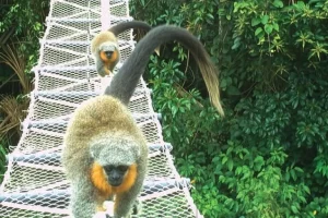 Ponti verdi Amazonici: 15.000 attraversamenti per la fauna senza incidenti stradali.