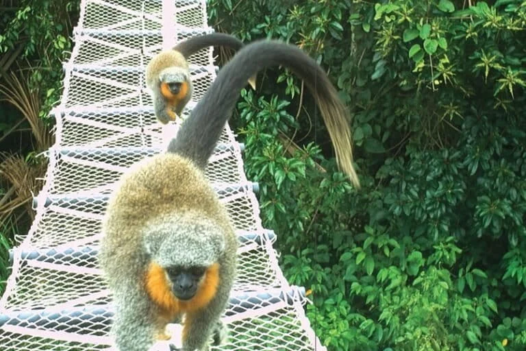 Ponti verdi Amazonici: 15.000 attraversamenti per la fauna senza incidenti stradali.