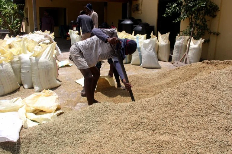 Sri Lanka si prepara all’El Niño con metodi tradizionali e innovativi.