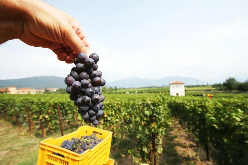 Record vendemmiale in Puglia ma mercato del vino stenta: breve fiato per settore vinicolo.