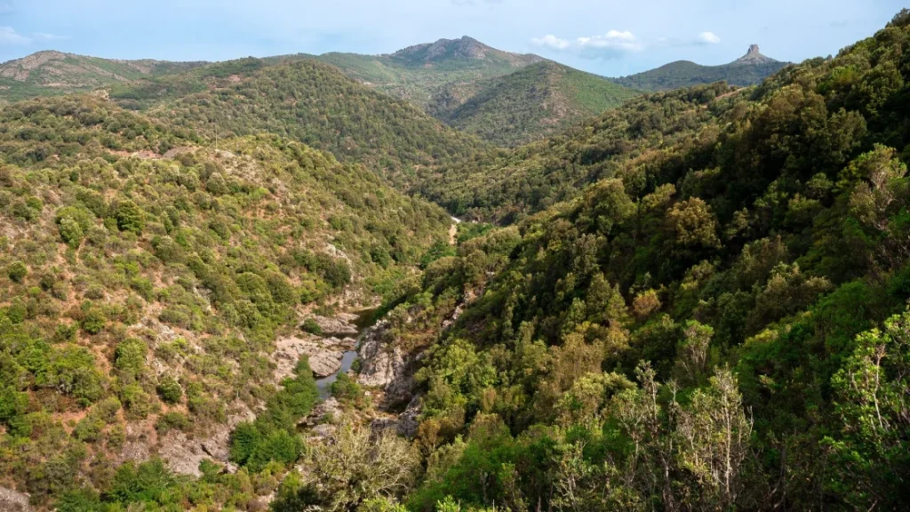 Sardegna: 22,2 milioni per difesa fitosanitaria e preservare boschi e natura