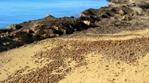 Sardegna al Ministro Ambiente: “Divieti presenti, serve controllo efficace per rispettarli”